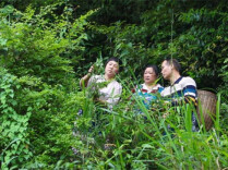 Dong'an Black Rice Tradition Takes on New Life