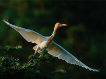 Improved Ecological Environment Attracts Egrets