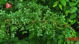 视频|南岳：最古老野生绒毛皂荚自1954年被发现后首次监测到开花