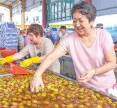 荔枝采摘后为何要泡水