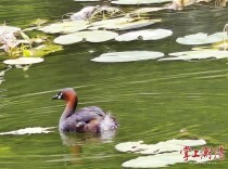 憨态十足！小䴙䴘“妈妈”驮娃遛弯云水湖