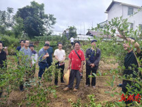 永顺县两岔乡：把生产技术送到群众家门口