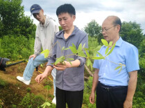 道县中医医院：非遗传承，“道州风药”科普微课堂走进大自然