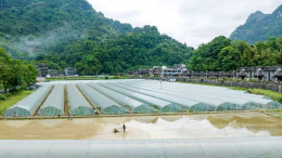 图片新闻 | 吉首：初夏农忙 耕田备秧