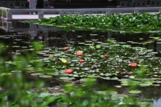 来北京园博园，接好运“莲莲”