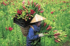 百合花开 村民增收@湖南日报图片新闻