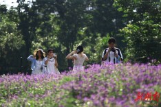 口袋公园花满园