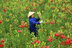 百合飘香 花农正忙
