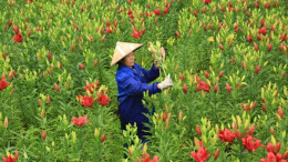 百合飘香 花农正忙