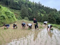 求助视频引来上百志愿者进山插秧