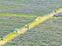 Wangcheng Embraces Fragrant Flowers in Early Summer