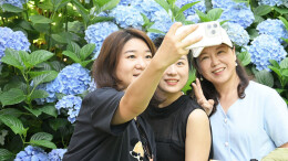 绣球花开引客来