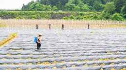 夏管冬瓜助增收