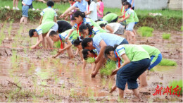 把课堂“搬”进水田 让劳动扎根童年