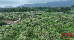 栀子花海美出圈，多国游客赴武冈花约