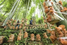 湖南双牌：“林下经济”助增收