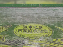 西洞庭管理区：稻田彩绘进入观赏期