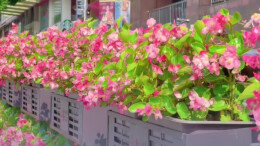 长沙人，一起走花路！在街头一键解锁限定夏日浪漫