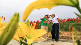 百合花海醉游人