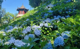 梦幻花海！津市藏着一座莫奈花园