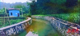 采收时节木耳香 振兴路上脚步忙——泸溪县委宣传部驻村工作队的“乡土答卷”