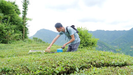 石门南北镇：有序组织村民回迁 逐渐恢复生产生活