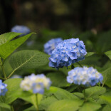 酷热虐人千百遍，省植物园送上“夏之恋”｜湘约一夏（1）