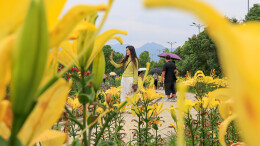 百合花海醉游人