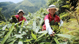 粽叶飘香时