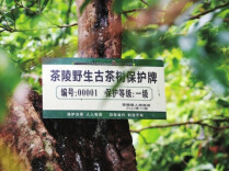 寻茶记｜茶源寻仙境 野红久回甘——湘赣边寻访茶陵野生红茶@湖南日报
