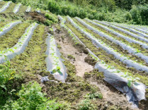 石门南北镇：灾后重建如火如荼 齐心协力恢复家园