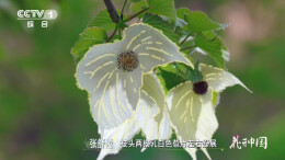 长得像鸽子的花，你见过吗？