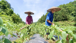 辣椒夏管正当时