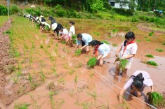 桑植县芙蓉桥小学开展劳动实践活动﻿