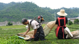 石门所街乡：灾后复产赶农时 夏茶采摘加工忙