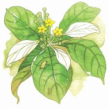 节气自然笔记 | 芒种