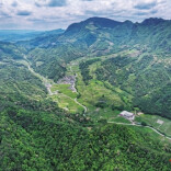 寻茶记丨青藤凝霜韵 甘露润山乡——张家界莓茶的民俗传奇与富民之路@湖南日报要闻头条