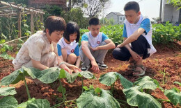 衡阳县特殊教育学校：让爱国与劳动在孩子心中生根发芽