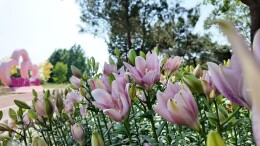 50万株百合花扎堆绽放！北京新晋赏花“天花板”就在这儿