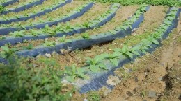 石门县壶瓶山镇：灾后恢复烟田 抢抓农时复产减损