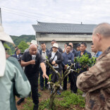 麻阳：党建赋能强产业  橘香民富促振兴