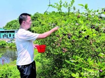 湘潭县：蓝莓缀满山坡 “生态经”甜了山乡