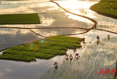 Mangzhong Solar Term Ushers in a Time of Busy Farming