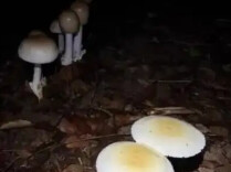 抖音副总裁回应“豆包误判蘑菇致用户中毒”