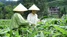 桂东桥头：百年茶香 “粽”出新味