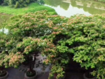 知时舒卷，向阳而暖——在邵水河岸，遇见合欢的温柔