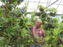 Waxberries Enter Harvest Season in Zhongfang County