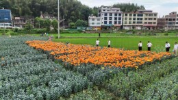 隆回：省级专家团齐聚调研GAP基地建设 赋能中药材全产业链提质升级