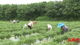 开局八好 乘势而上丨衡阳：“菜篮子”鼓起“钱袋子”  该市50家蔬菜企业获粤港澳大湾区“菜篮子”生产基地认证