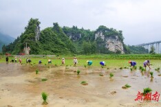冒雨插秧抢农时